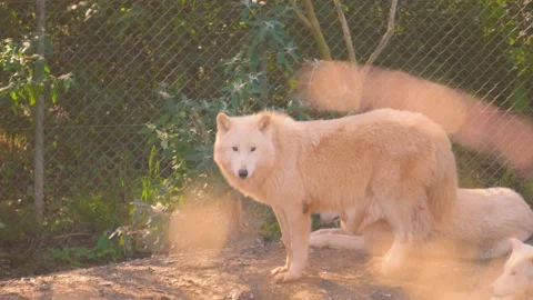 Lone Hudson Bay Wolf Staring at Camera in Evening Sunlight with Shallow Stock Footage 290506224