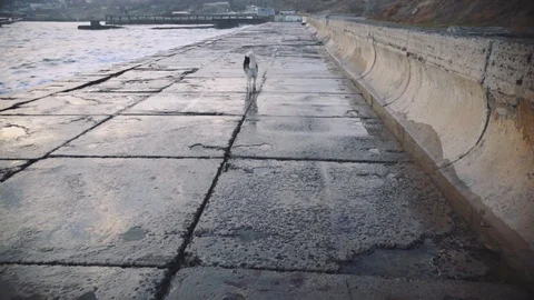 A lone Husky dog walks by the sea in a storm at sunset. Lost Pet. Slow motion  Stock Footage