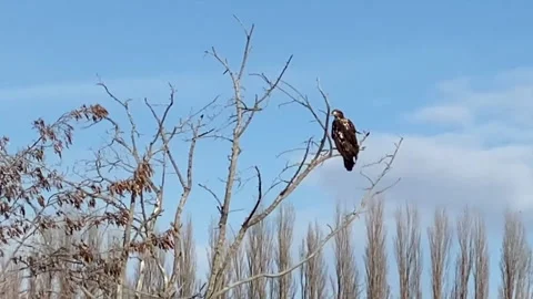 A lone Immature Bald Eagle perched above the Missouri River Stock Footage 146095880