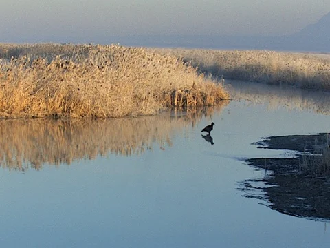 Lone Immature Bald Eagle Reflection on Calm Water in a Marsh, audio Stock Footage 125998564
