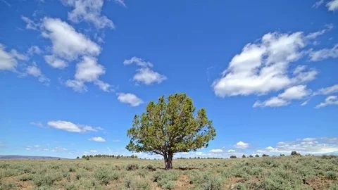 Lone independent juniper tree under blue sky and puffy clouds in the desert with Stock Footage 81764130