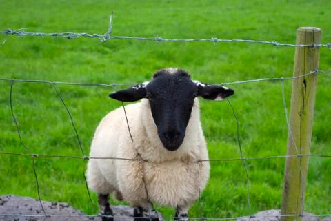 Lone irish sheep Stock Photos