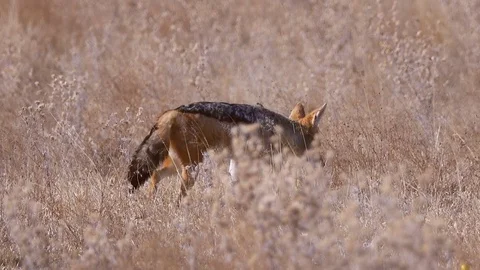 Lone jackal foraging in the dry grass looking for something to eat Stock-Footage 81417019