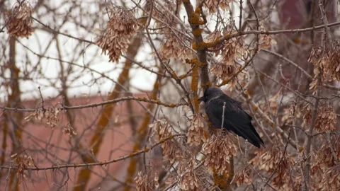 Lone-jackdaw-on-an-ash-tree 動画素材 144315808