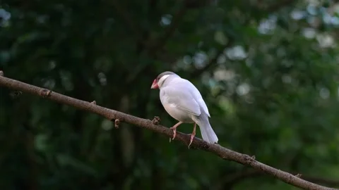 Lone Java Sparrow finch sitting on twig of tree inside green tropical 库存影片 165874456