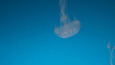 Lone Jellyfish swimming down deep Video stock 101443233