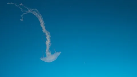 Lone Jellyfish swimming down Stock Footage 101443642