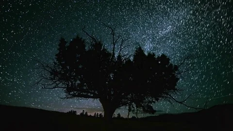 Lone Juniper Tree and Red Northern Lights Abstract Star Trails Night Time Lapse Stock Footage 81887127