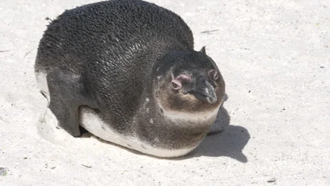 Lone juvenile penguin rests peacefully on sun baked sandy beach, close up Stock Footage 252191578