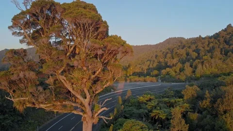 Lone Kauri tree, coromandel ranges, New Zealand Video stock 147161935