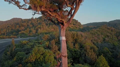 Lone Kauri tree, coromandel ranges, New Zealand Stock Footage 147162075