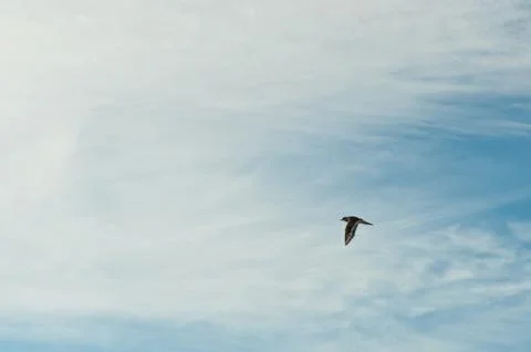 Lone Killdeer in Flight Stock Photos