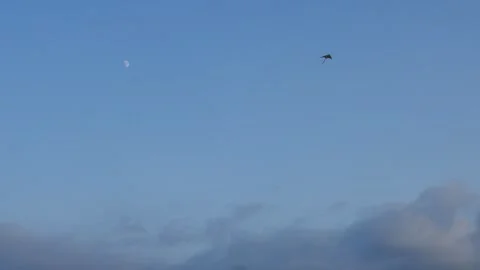 A lone kite soars in the vast blue sky with moon visible above drifting clouds Stock Footage 318681487