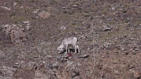 A lone lamb grazes on a hillside Video stock 309329856