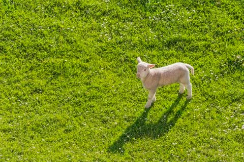 Lone lamb Stock Photos