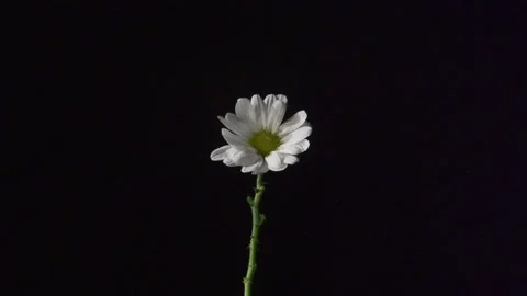 Lone large daisy on black Video stock 137171626