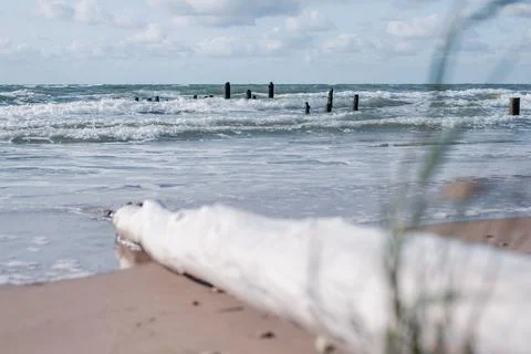 A lone large dead tree trunk next to green grass on the beach. Stock Photos