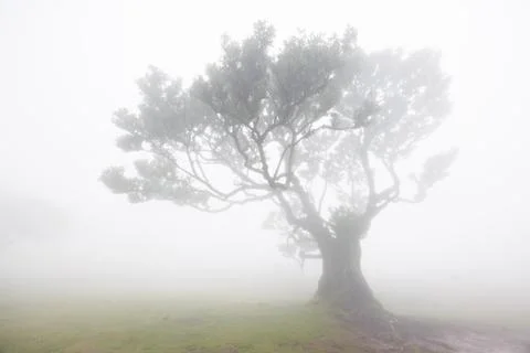 A lone laurel tree with a thick trunk and lush crown is shrouded in dense f.. Stock Photos