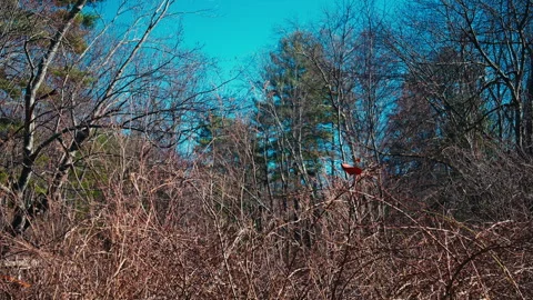 Lone Leaf on Dead Tree Stock-Footage 331658344
