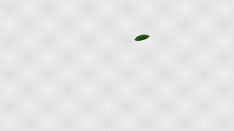 Lone Leaf Stock Footage 220627011