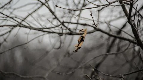 Lone Leaf in the Forest Stock Photos