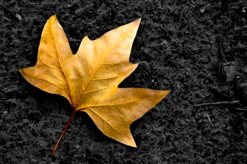Lone leaf Stock Photos