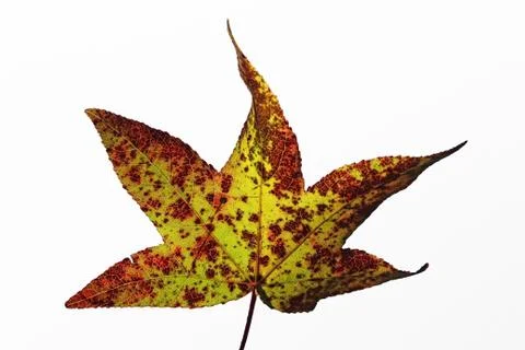 The Lone Leaf Stock-Fotos