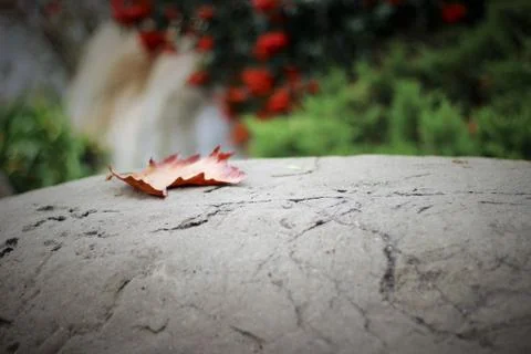 Lone Leaf Stock Photos