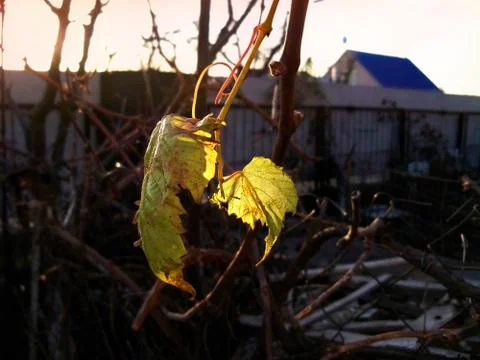 Lone leaf vine at sunset 写真素材