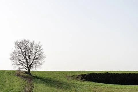 Lone leafless tree in the middle of a green field Stock Photos