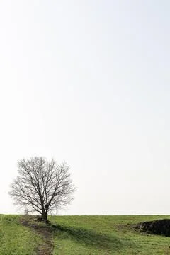 Lone leafless tree in the middle of a green field Stock Photos