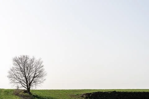 Lone leafless tree in the middle of a green field Stock Photos