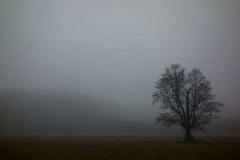 Lone leafless tree in a misty landscape Stock Photos
