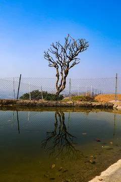 A lone leafless tree stands reflected in a calm water body under blue sky Stock Photos
