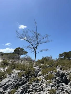A lone, leafless tree stands on rocky terrain Stock Photos