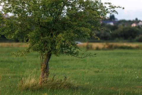 Lone leafy green tree standing on a wide grassy meadow in the countryside u.. Stock Photos