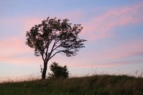Lone leaning tree Stock Photos