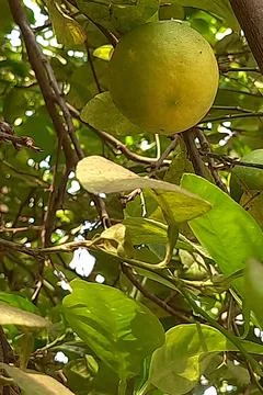 Lone, Lemon Fruit on Tree Stock Photos