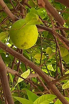 Lone Lemon Hanging on Tree Stock Photos