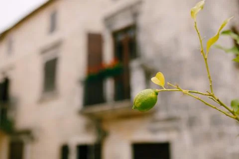 A lone lemon hangs on a tree branch, against the background of a building. Foto stock