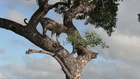 Lone leopard climbs down from tall tree in sunlight on windy day Stock Footage 153627538