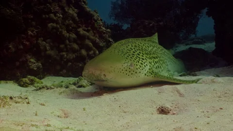 A lone Leopard Shark rests on the sandy seafloor Stock-Footage 254658042