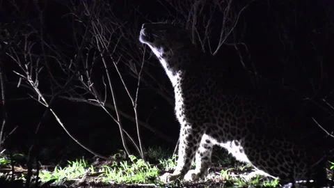 Lone leopard sits by bush and licks face on windy night, spotlight Stock Footage 165072563