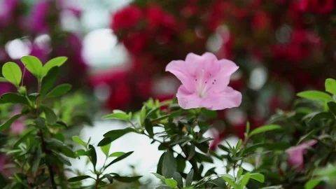 Lone Light Pink Azalea Flower Among Small Leaves on Background of Different Colo Stock Footage 76383971