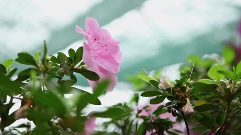 Lone Light Pink Azalea Flower Among Small Leaves Under Bright Light on Backgroun Stock Footage 76384109