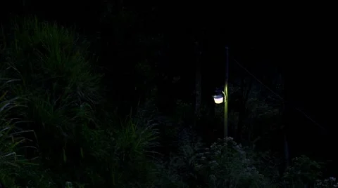 Lone light on pole in forest dusk 스톡 동영상 49956094