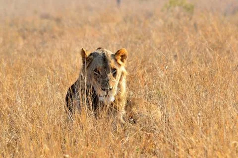 Lone Lion Stock Photos
