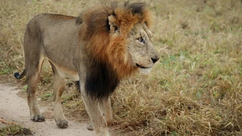 Lone Lion Walking On A Path During Daytime Video stock 236957476