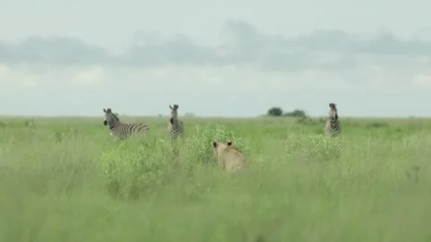 A lone lioness observing three zebras in the distance while hiding in the long Vídeos de archivo 310653602