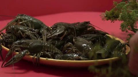 Lone live crawfish on a table. Stock Footage 114120686